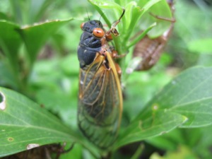 Adult cicada. Copyright Deborah Abrams Kaplan